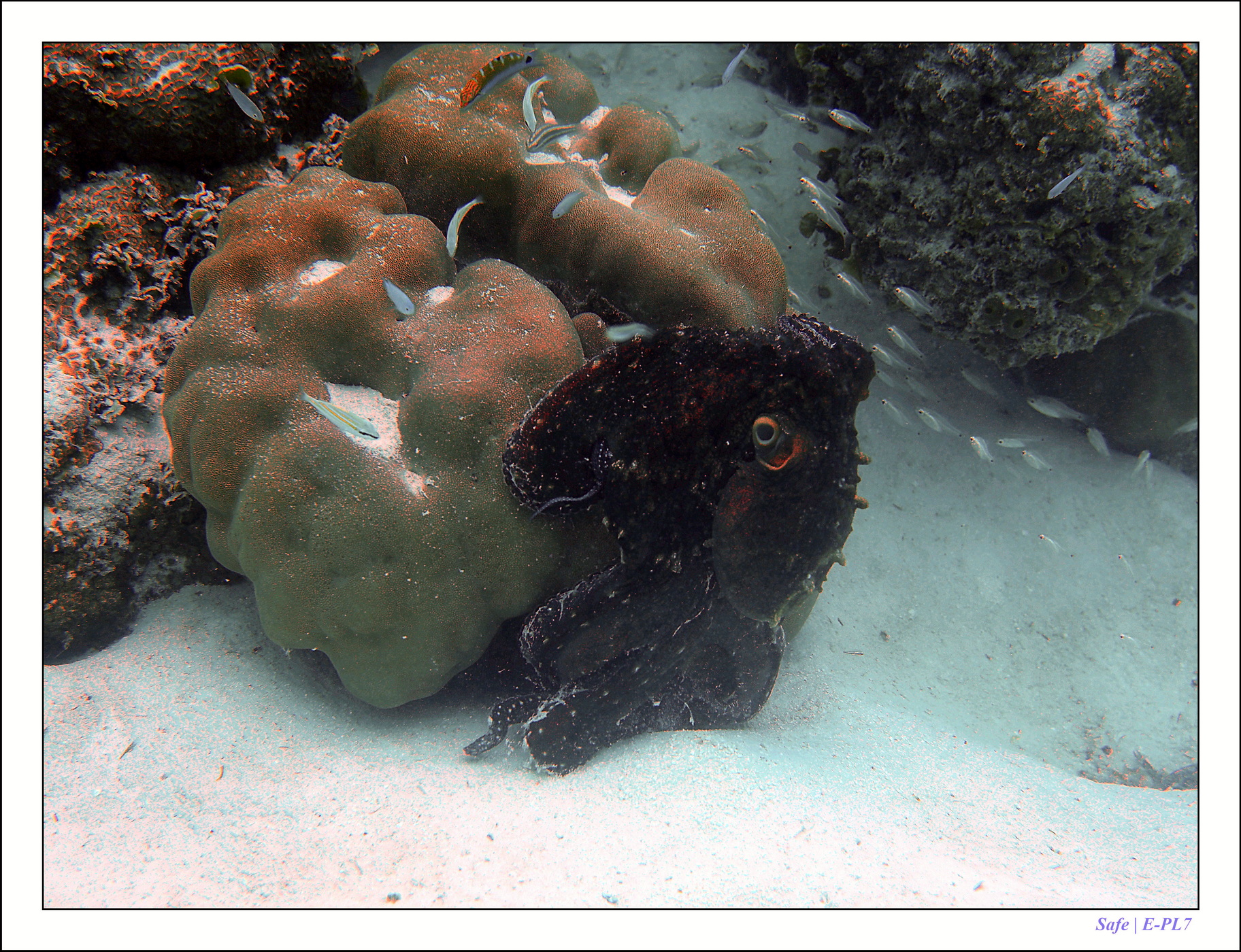 2022 - 07 - snorkeling Maldives - 014